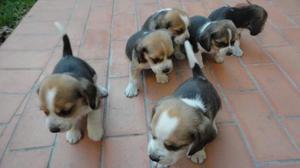 BEAGLE CACHORROS CACHORROS