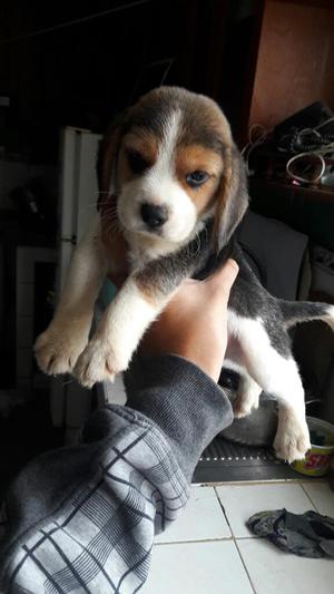 Beagle