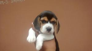 Beagles Cachorritos de Buen Fenotipo