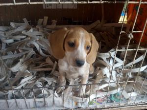 Beagles Hermosos Cachorritos Ofertamos