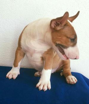 Bull Terrier