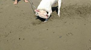 Bull Terrier Servicio de Monta