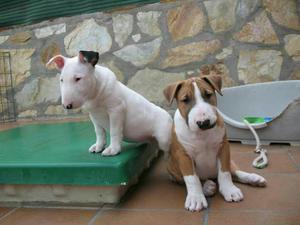 Bullterrier 4meses