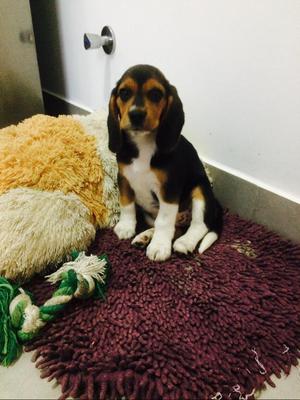 Cachorra Beagle 2 Meses