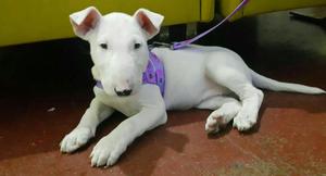 Cachorra Bull Terrier 2 Meses