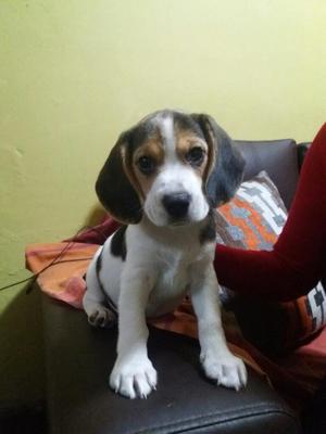 Cachorrita Beagle,1 Mes 1 Semana