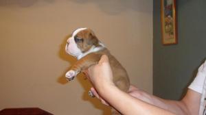 Cachorrito Bulldog ingles