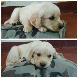 Cachorro Golden Retriever en venta