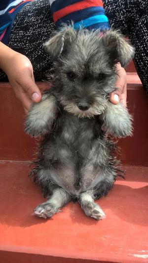 Cachorro Schnauzers