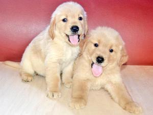 Cachorros Golden Retriever Vacunados Se realiza envíos Lima