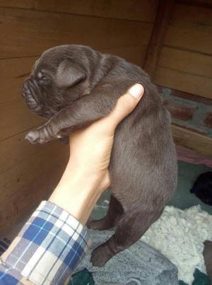 Cachorros Labrador