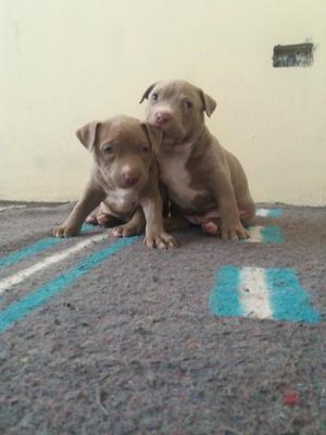 Cachorros Pitbull Silver Fawn