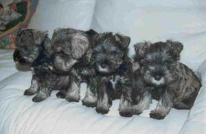 Cachorros Schnauzer