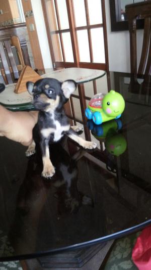 Chihuahua Toy Macho Pedigri Plata