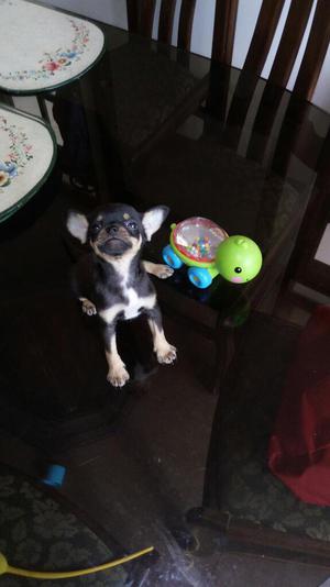Chihuahua Toy Pedigree Plata Kcp