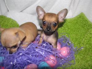 Chihuahuas Toy Machos y Hembras