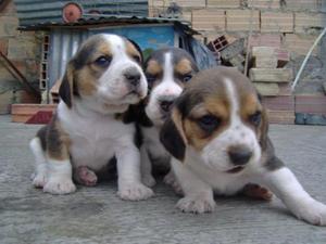 ENGREIDOS CACHORROS BEAGLE