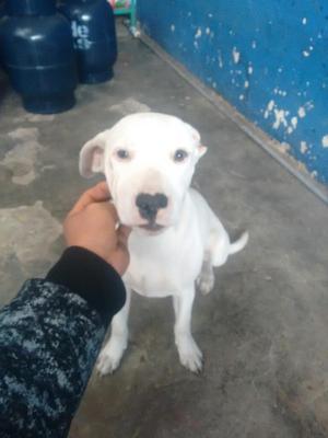 Estoy Vendiendo Perrita 6 Meses Tiene