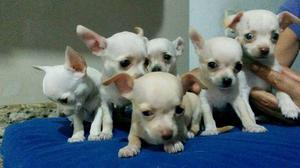 HERMOSOS CACHORROS CHIHUAHUAS