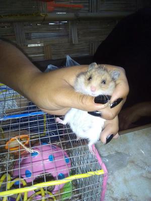 Hamster Provincia de Barranca