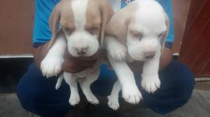 Hermosos Beagles Bicolores