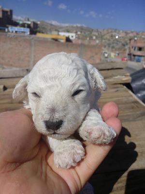 Hermosos Poodles