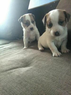 Jack Russell Finos Cachorritos