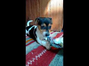 Jack Russell Terrier Patas Cortas