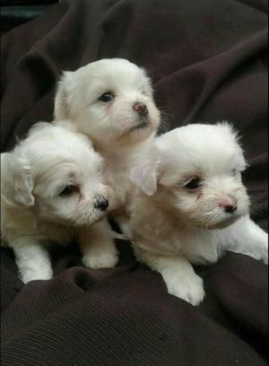 MALTES ADORABLES CACHORROS