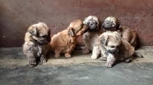 PEKINES HERMOSOS