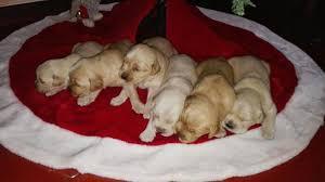 PRECIOSOS CACHORRITOS GOLDEN RETRIEVER