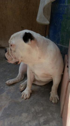 Padre Bulldog. Madre American Bully