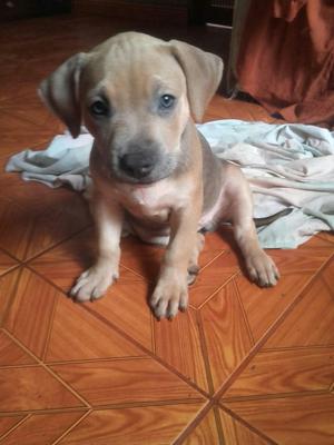 Pitbull 2meses