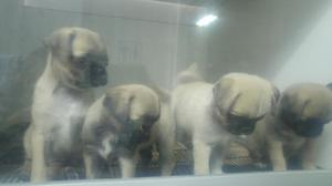 Preciosos Pug Carliño Color Arena