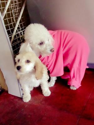 Se Vende Cachorrito Poodle