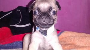 Se Venden Cachorros Pug