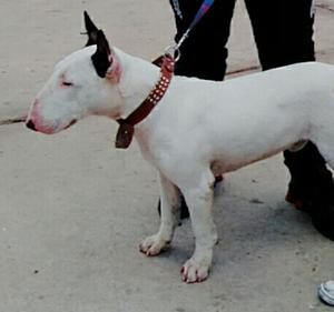 Servicio de Monta Bull Terrier