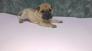 Sharpei