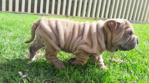 Sharpei Arrugaditos