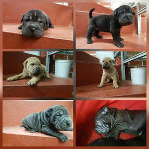 Sharpei Cachorrros