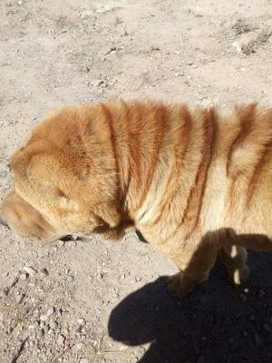 Sharpei Da Servicio de Monta