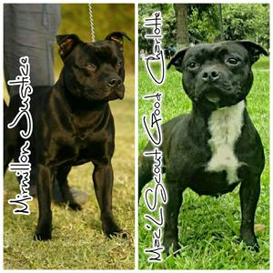 Staffordshire Bull Terrier