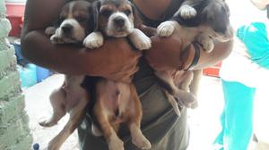 Vendo 3 Cachorros Beagles Tricolor