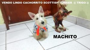 Vendo Bello Cachorrito Scottish Terrier A1 /////// SOLO