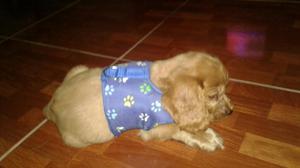 Vendo Cachorro Kocker Puro