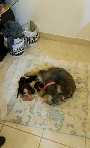 Vendo Cachorros Schnauzer