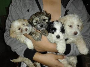 Vendo Hermosos Cachorritos Shih Tzu