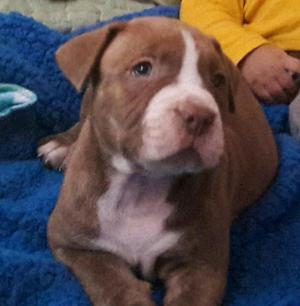 Vendo Perro Pitbull
