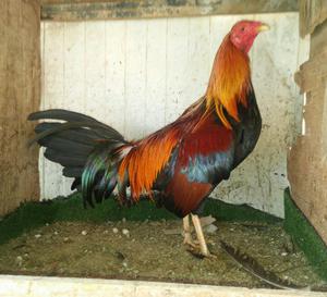 Venta Gallo