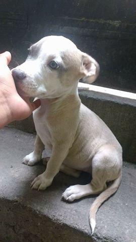 cachorra pit bull